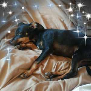 Meet your Posher, Joyce